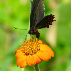 Pink-Spotted Cattleheart (Parides photinus)