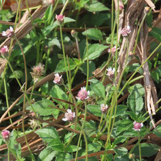 Tridax mexicana