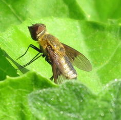 Chrysanthrax - Banded Bee Fly