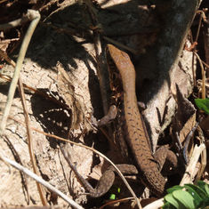 Rainbow Ameiva (Holcosus undulatus)