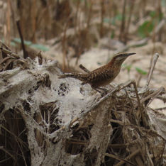 Rufous-naped Wren (Campylorhynchus rufinucha)