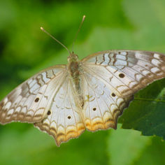 White Peacock (Anartia jatrophae)