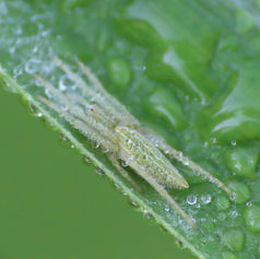 Eustala Orbweaver Spider