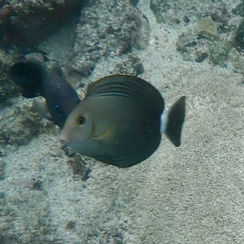 Yellowfin Surgeonfish (Acanthurus xanthopterus)