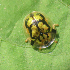 Deloyala lecontei