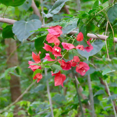 Genus Bougainvillea