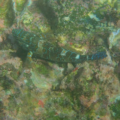 Giant Hawkfish (Cirrhitus rivulatus)