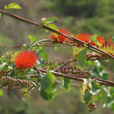 Bushwillow (Combretum farinosum)