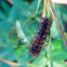 Genus Hypercompe - Tiger Moth - Caterpillar