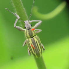 Pantomorus picipes Weevil