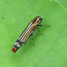 Agrilus catherinae