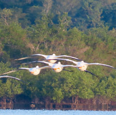 American White Pelican (Pelecanus