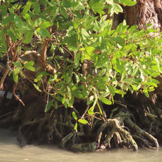 Rhizophora mangle (Red Mangrove)