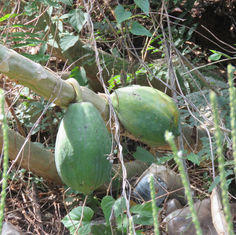 Papaya (Carica papaya)