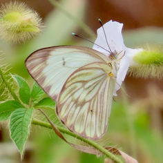 Great Southern White (Ascia monuste)