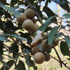Rat Apple (Morisonia americana)