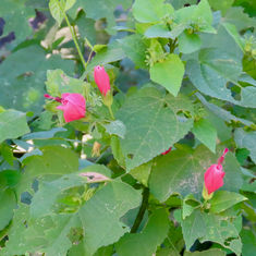 Turk's Cap (Malvaviscus arboreus)