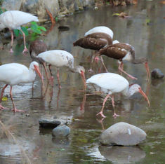 White Ibis (Eudocimus albus)