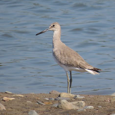 Greater Yellowlegs (Tringa melanoleuca)
