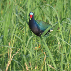 Purple Gallinule (Porphyrio martinica)