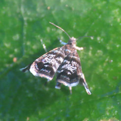 Genus Brenthia - Peacock Moth