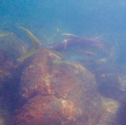 Pacific Crevalle Jack (Caranx caninus)