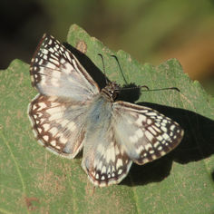 Tropical Checkered Skipper (Burnsius oileus)