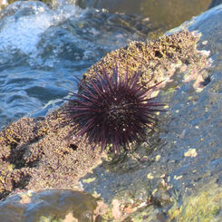 Central American Rock-boring Urchin (Echinometra vanbrunti)