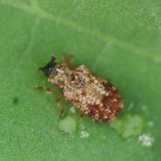 Brachycoryna pumila