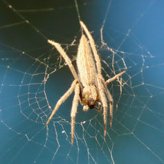 Eustala Orbweaver Spider