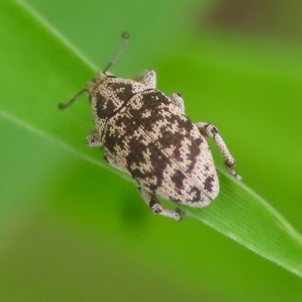 True Weevils