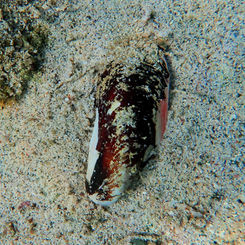 Fat Horsemussel (Modiolus capax)