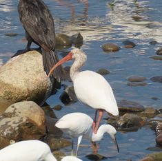 White Ibis (Eudocimus albus)