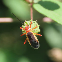 Dysdercus obscuratus