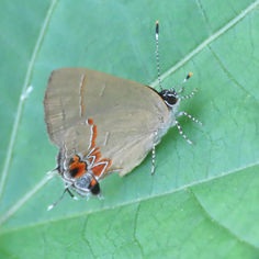 Dusky-blue Groundstreak (Calycopis isobeon)
