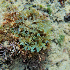 Forked Ribbons (Dictyota dichotoma)