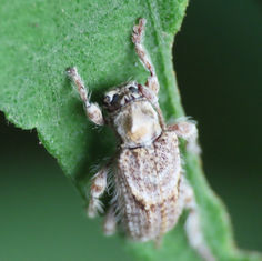 Flat-faced Longhorn Beetle (Genus Callipogonius)