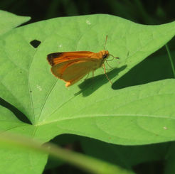 Godman's Skipper (Zariaspes mythecus)