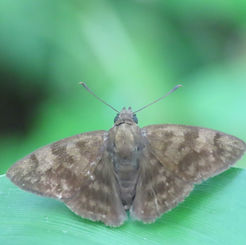 Morning Glory Tufted Skipper (Pellicia dimidiata)