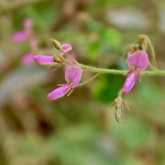 Florida Beggarweed (Desmodium tortuosum)