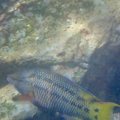 Mexican Hogfish (Bodianus diplotaenia)