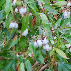 Upland Cotton (Gossypium hirsutum)