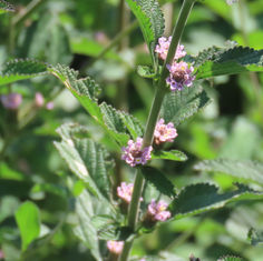 Bushy Lippia (Lippia alba)