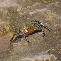 Sally Lightfoot Crab (Grapsus grapsus)
