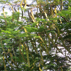 Peacock Flower (Caesalpinia pulcherrima)