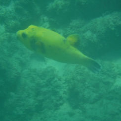Guineafowl Puffer (Arothron meleagris) - Black/spotted Form