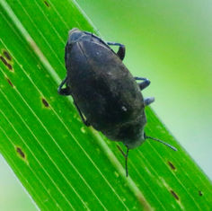 Darkling Beetles (Genus Bothrotes)