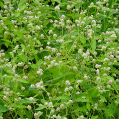 Gomphrena Weed (Gomphrena serrata)