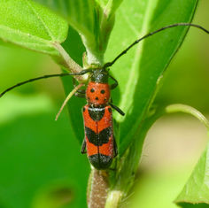 Tylosis puncticollis - Longhorn Beetle