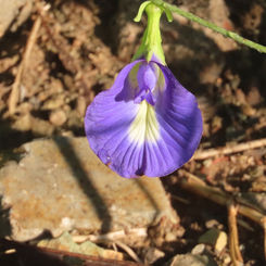 Blue Pea (Clitoria ternatea)
